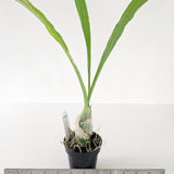Cl. russeliana 'SVO' x Cl. russeliana 'David N'