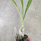 Cl. russeliana 'SVO' x Cl. russeliana 'David N'