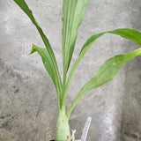 Cl. russelliana 'David N.' x Ctsm. Diana's Dots 'SVO'