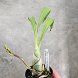 Morm. Nitty-Gritty 'SVO II' x Morm. Jumbo Bacia 'SVO' AM/AOS