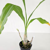 Ctsm. semicirculatum 'SVO' x Ctsm. gladiaturium 'SVO 35'