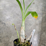 Ctsm. semicirculatum 'SVO' x Ctsm. gladiaturium 'SVO 35'