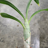 Ctsm. Richard Fulford 'SVO' x (Ctsm. Fong Cing x Richard Fulford) 'Best'