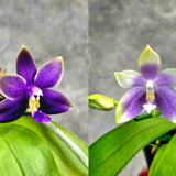 Phal. Mainshow Blue Sparrow'blue zebra’ x Mainshow Blue Tint 'blue zebra’ (seedling)