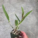 Slc. Katherine Clarkson (Slc. Katherine Clarkson 'SVO' HCC/AOS x Slc. Katherine Clarkson 'Solar Spots' HCC/AOS)