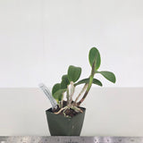 C. loddigesii (C. loddigesii 'SVO Superb' x C. loddigesii 'SVO Outstanding')