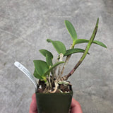 C. loddigesii (C. loddigesii 'SVO Superb' x C. loddigesii 'SVO Outstanding')