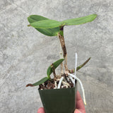 C. Hot Spot 'Royal Basin Speckles' AM/AOS x Blc. Durigan 'Aquarius'
