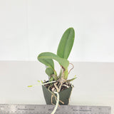 Lc. Tiny Blue (Lc. Mini Purple 'Coerulea 4n' x Lc. Mini Blue Star 'SVO Blues' HCC/AOS)