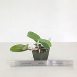C. Comet's Tail 'Super Nice' 4n x C. Mareeba Tiger 'SVO'