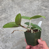 C. Comet's Tail 'Super Nice' 4n x C. Mareeba Tiger 'SVO'