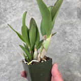 Lc. Trudy Marsh (C. violacea f. coerulea 'Blue Bayou' x L. sincorana f. coerulea 'SVO')