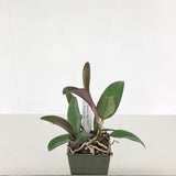 C. Mareeba Tiger 'SVO' x Lc. Mishima Luster 'Jean' FCC/AOS