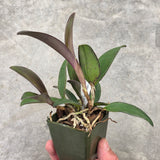 C. Mareeba Tiger 'SVO' x Lc. Mishima Luster 'Jean' FCC/AOS