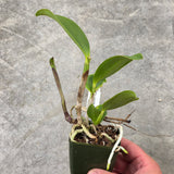 Slc. Jungle Gem 'Very Nice' x Slc. Jerry Spencer 'Summer Wine'