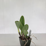 Lc. Samba Crown (C. warneri f. coerulea 'Rowelina' x L. sincorana f. coerulea 'SVO')