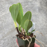 Lc. Samba Crown (C. warneri f. coerulea 'Rowelina' x L. sincorana f. coerulea 'SVO')