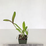 C. JEM' s Super Velutin (C. schofieldiana 'Kodama' x C. velutina 'SVO 24')