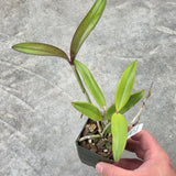C. JEM' s Super Velutin (C. schofieldiana 'Kodama' x C. velutina 'SVO 24')