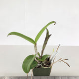C. Mareeba Tiger (C. leopoldii 'SVO Dark Blood' x C. schilleriana 'Afri' SM/JOGA)