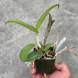C. Mareeba Tiger (C. leopoldii 'SVO Dark Blood' x C. schilleriana 'Afri' SM/JOGA)