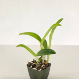 C. Leoloddiglossa 'SVO Speckled Blue' FCC/AOS x Lc. Elegans 'Leviathan'