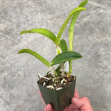 C. Leoloddiglossa 'SVO Speckled Blue' FCC/AOS x Lc. Elegans 'Leviathan'
