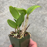 Pot. Dendi's Gem (Slc. Jungle Gem 'Very Nice' x Blc. SunCoast Sunspots 'SVO II' AM/AOS)