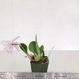 Lc. Floralia's Azul 'Sandra' AM/AOS x Lc. Love Knot 'SVO' HCC/AOS