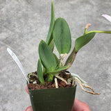 Lc. Floralia's Azul 'Sandra' AM/AOS x Lc. Love Knot 'SVO' HCC/AOS