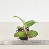 C. Comets Tail 'Super Nice' 4n x C. schilleriana 'Afri' SM/JOGA