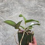 C. Comets Tail 'Super Nice' 4n x C. schilleriana 'Afri' SM/JOGA