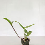 C. Penny Kuroda 'Spots' AM/AOS x Slc. Katherine Clarkson 'Solar Spots' HCC/AOS
