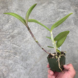 C. Penny Kuroda 'Spots' AM/AOS x Slc. Katherine Clarkson 'Solar Spots' HCC/AOS