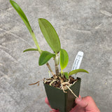 Lc. Elegans 'Leviathan' x C. tigrina (leopoldii) f. coerulea 'Kathleen' JC/AOS