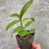 C. Gaudii 'Cinamon Scent' x C. Black Jack 'Universal' HCC/AOS
