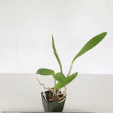 C. Gaudii (C. leopoldii f. coerulea 'Cristina' x C. loddigesii f. coerulea 'Darkest Blue')