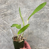 C. Gaudii (C. leopoldii f. coerulea 'Cristina' x C. loddigesii f. coerulea 'Darkest Blue')