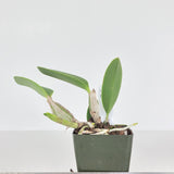 Lc. Mini Purple coerulea (Lc. Mini Purple 'Coerulea 4n' x self)