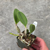 Lc. Mini Purple coerulea (Lc. Mini Purple 'Coerulea 4n' x self)