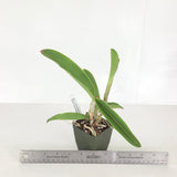 C. Loddiglossa 'Honey Ball' SM/JOGA x Bc. Little Mermaid 'Janet' AM/AOS