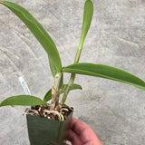 C. Loddiglossa 'Honey Ball' SM/JOGA x Bc. Little Mermaid 'Janet' AM/AOS