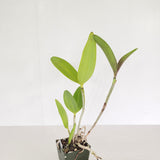 C. Ingenuity Spots (C. Mark Jones 'SVO' HCC/AOS x C. velutina 'SVO 24')