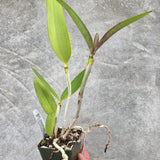 C. Ingenuity Spots (C. Mark Jones 'SVO' HCC/AOS x C. velutina 'SVO 24')