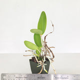 C. Caudebec 'Marty's Orchids' x C. Motte Spot 'Pink Phantom' AM/AOS