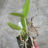 C. Caudebec 'Marty's Orchids' x C. Motte Spot 'Pink Phantom' AM/AOS