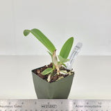 C. Elegans f. coerulea 'Keeper' x C. Interglossa f. coerulea 'Purple Tower' BM/JOGA