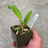 C. Elegans f. coerulea 'Keeper' x C. Interglossa f. coerulea 'Purple Tower' BM/JOGA