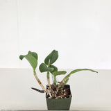 Pot. Artist Angel (Slc. Angel Eyes 'SVO' AM/AOS x Blc. SunCoast Sunspots 'SVO II' AM/AOS)