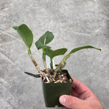 Pot. Artist Angel (Slc. Angel Eyes 'SVO' AM/AOS x Blc. SunCoast Sunspots 'SVO II' AM/AOS)